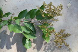 Image of velvet tamarind