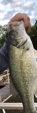 Image of Spotted bass