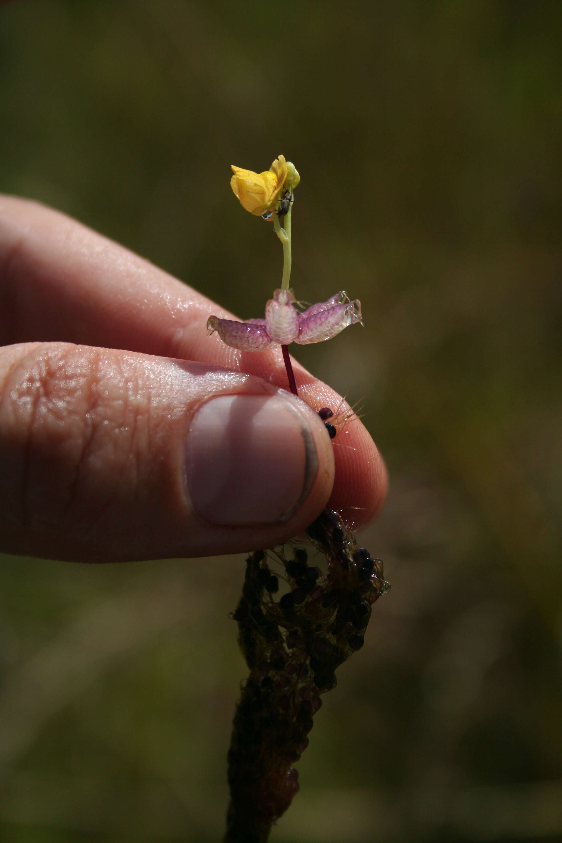 Image of Utricularia stellaris L. fil.