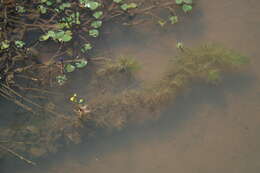 Image of Utricularia stellaris L. fil.