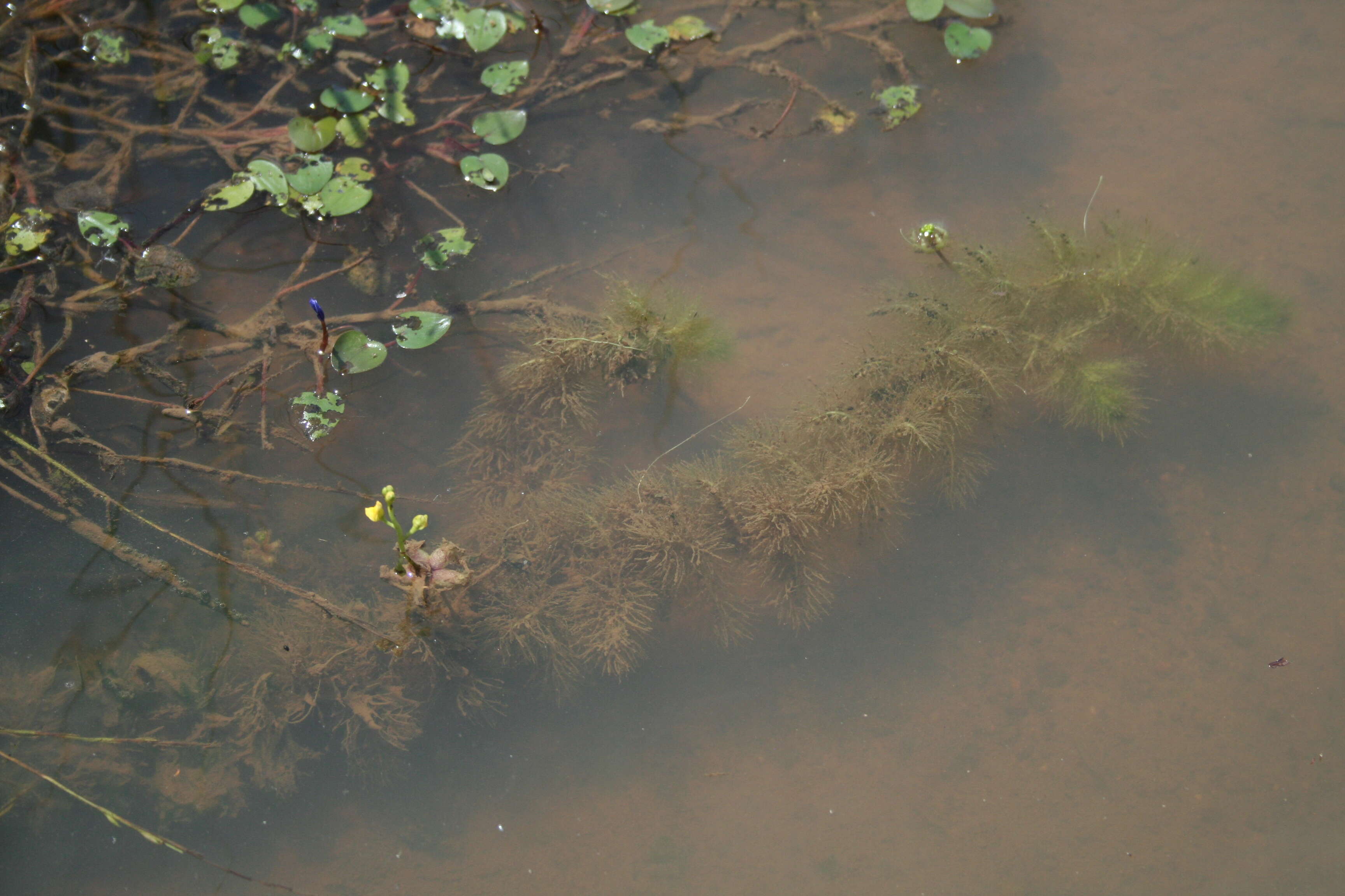 Image of Utricularia stellaris L. fil.