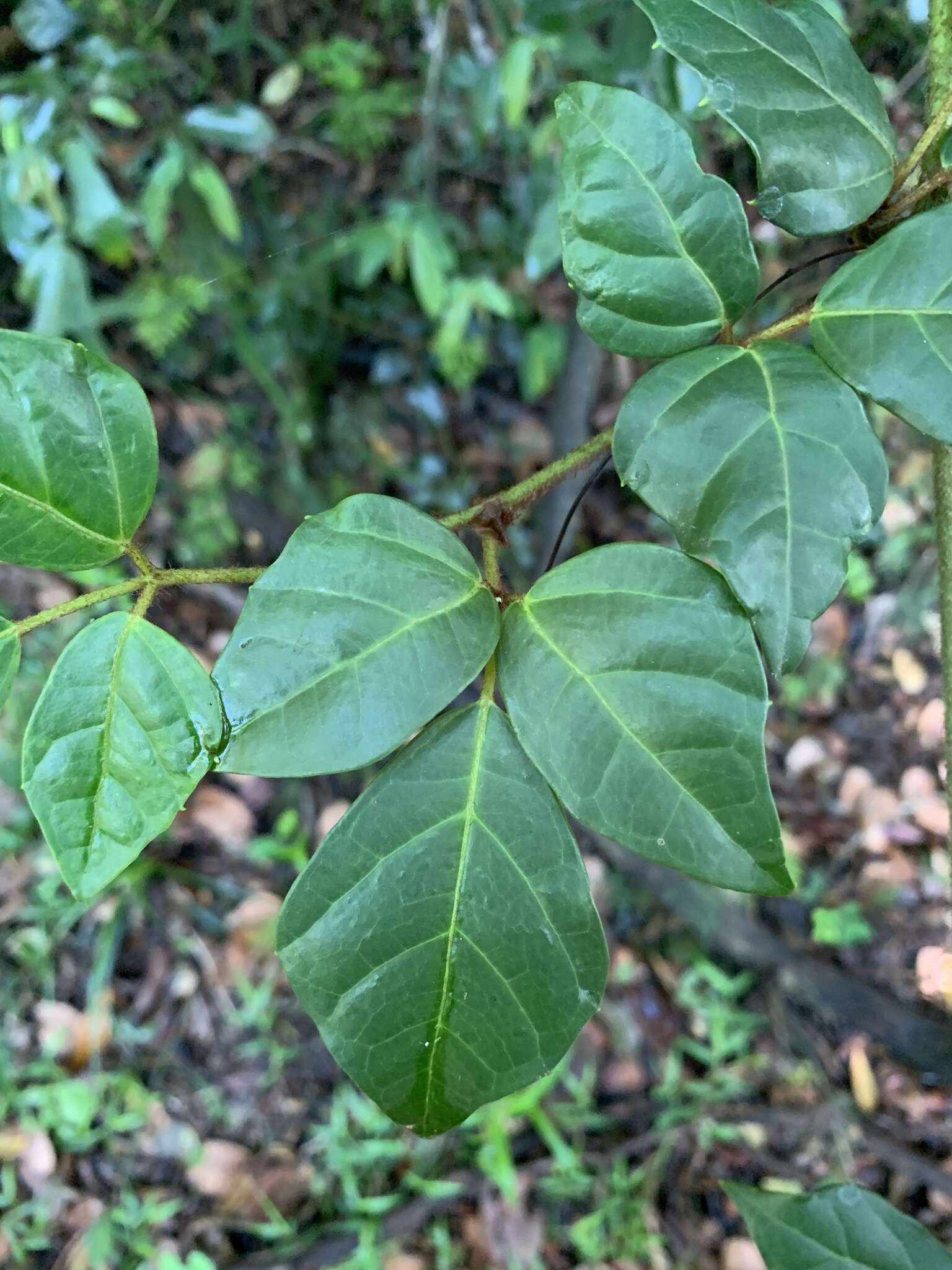 Plancia ëd Rhoicissus rhomboidea (E. Mey. ex Harv.) Planch.