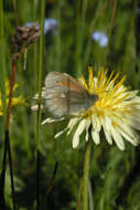 Coenonympha tullia chatiparae Sheljuzhko 1937的圖片