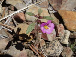 Image of Torrey's monkeyflower