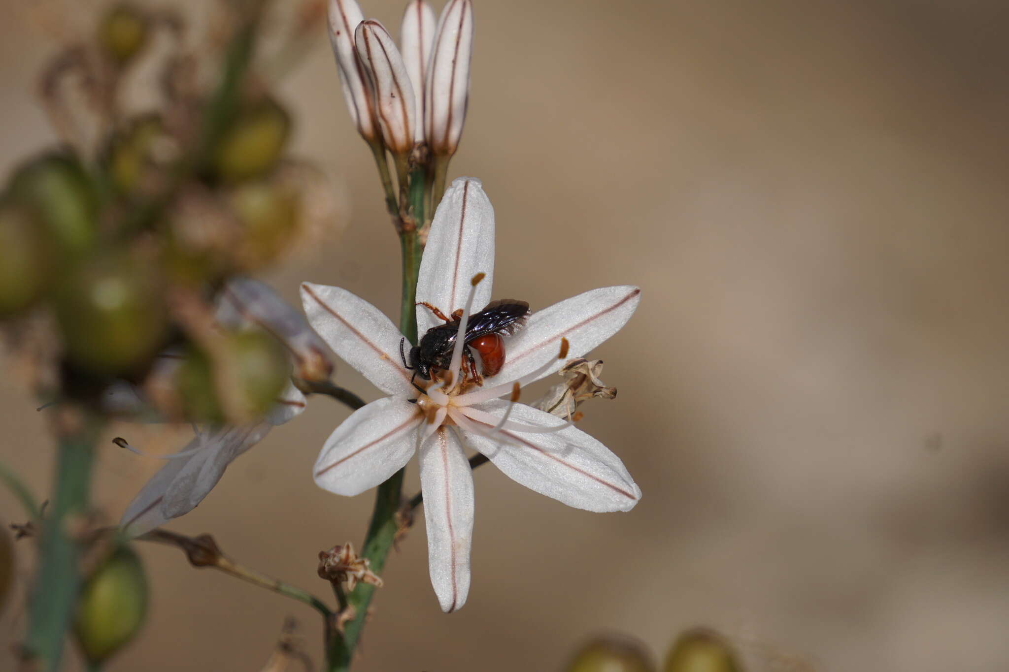 Image of Andrena sardoa Lepeletier 1841