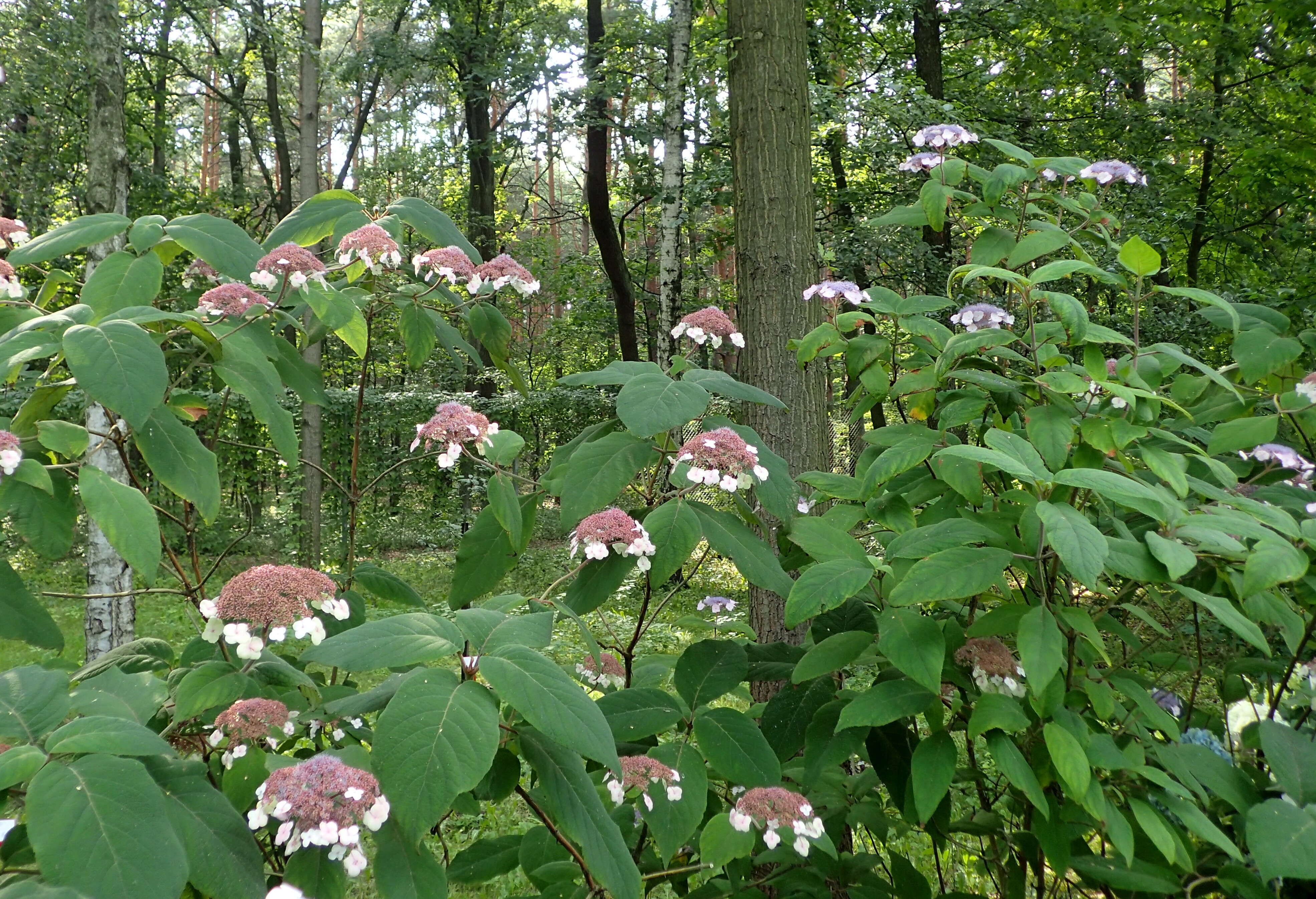 Image of Hydrangea aspera Buch.-Ham. ex D. Don