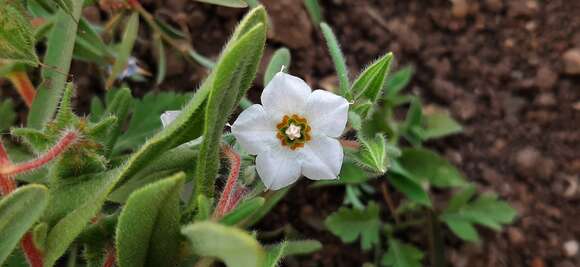 Image de Trichodesma indicum (L.) R. Br.