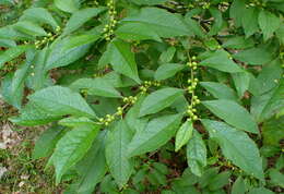 Image of Michigan holly