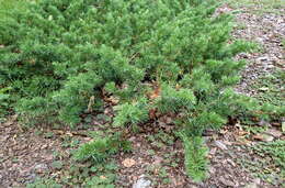 Juniperus rigida subsp. conferta (Parl.) Kitam. resmi