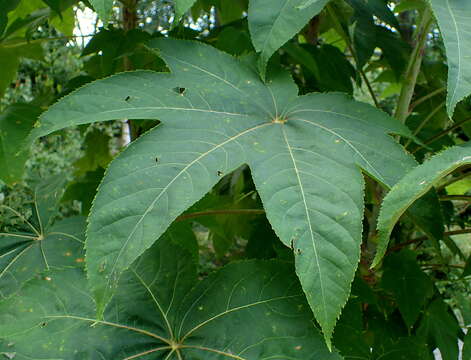 Image of castor aralia