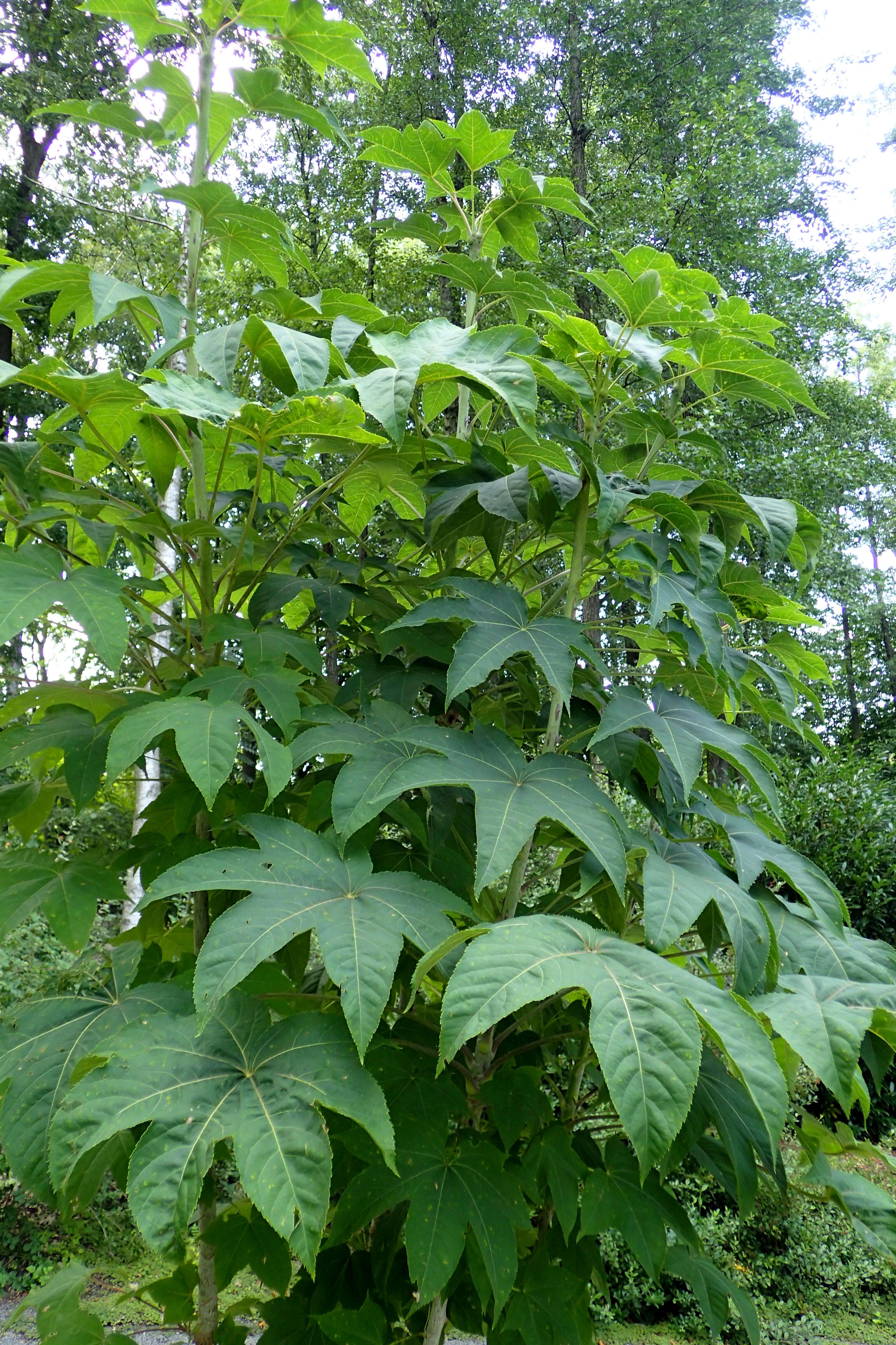 Image of castor aralia