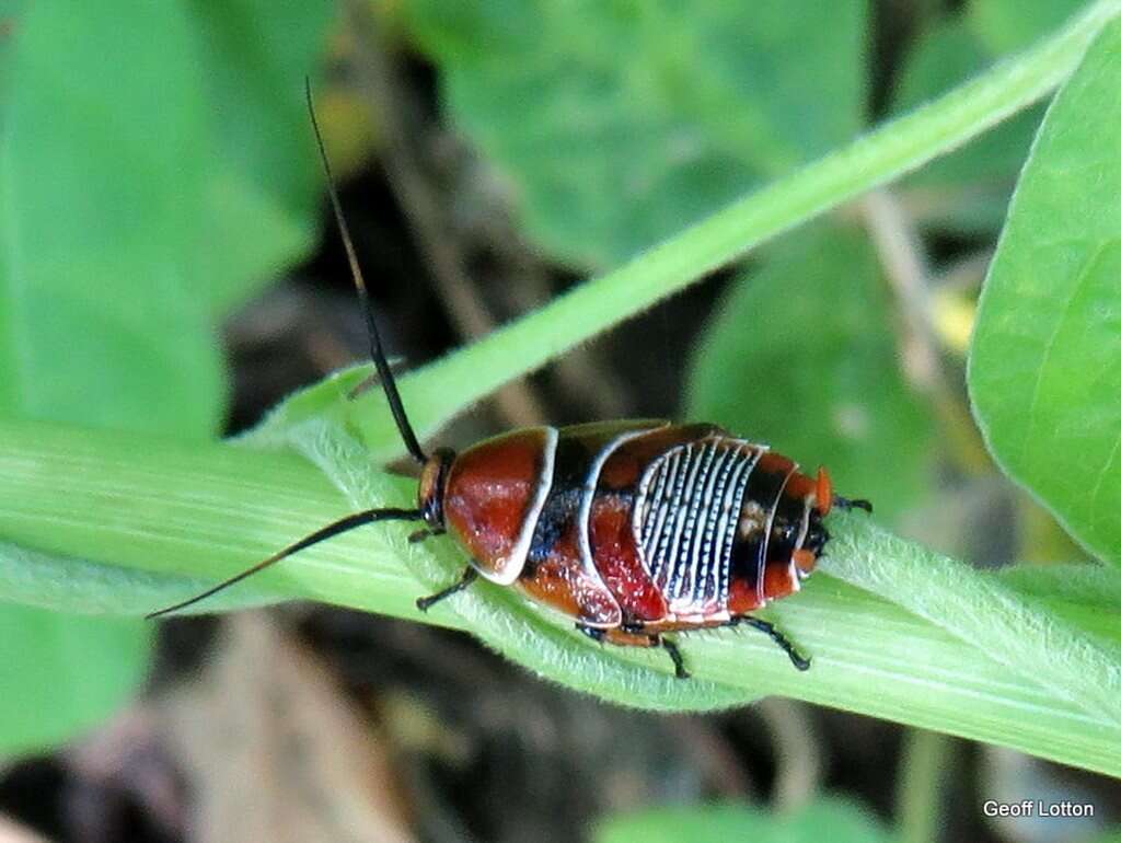 Image of Ellipsidion australe Saussure 1863