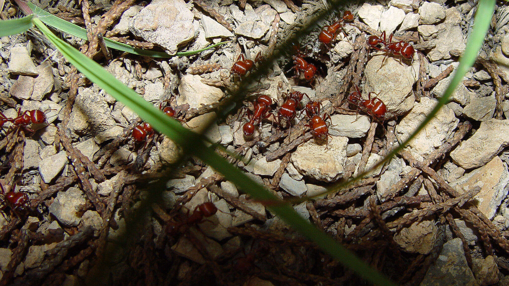 Image of Pogonomyrmex apache Wheeler 1902