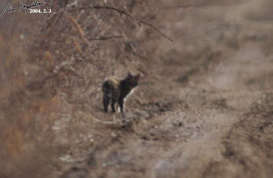 Image of Iriomote Cat