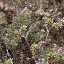 Sclerolaena patenticuspis (R. H. Anders.) Ulbr. resmi