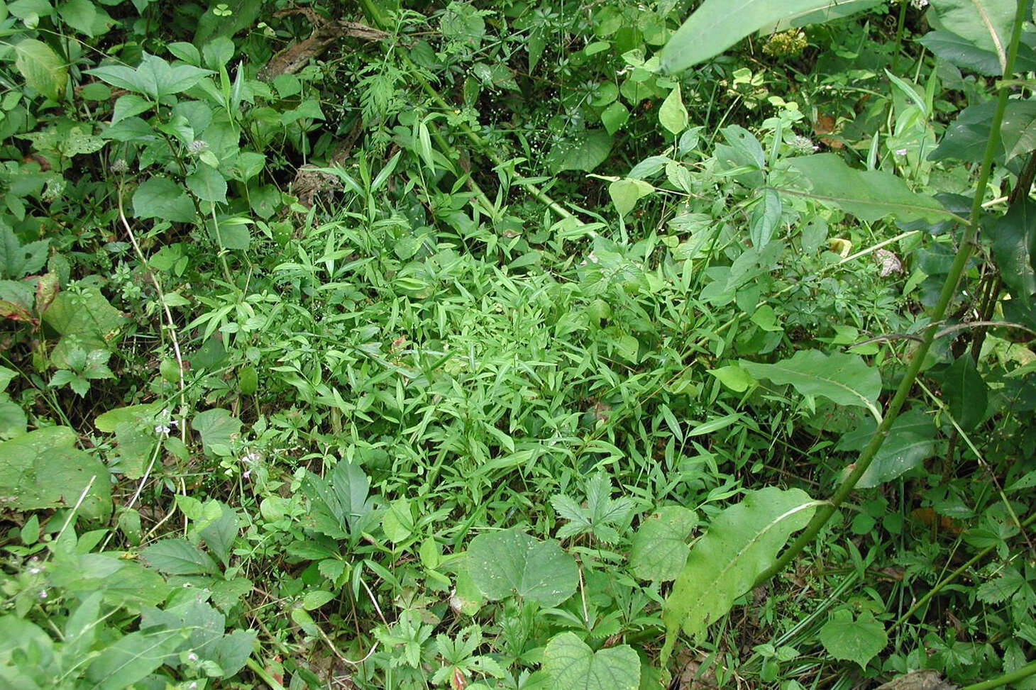 Image of browntop