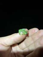 Image of Glass frog