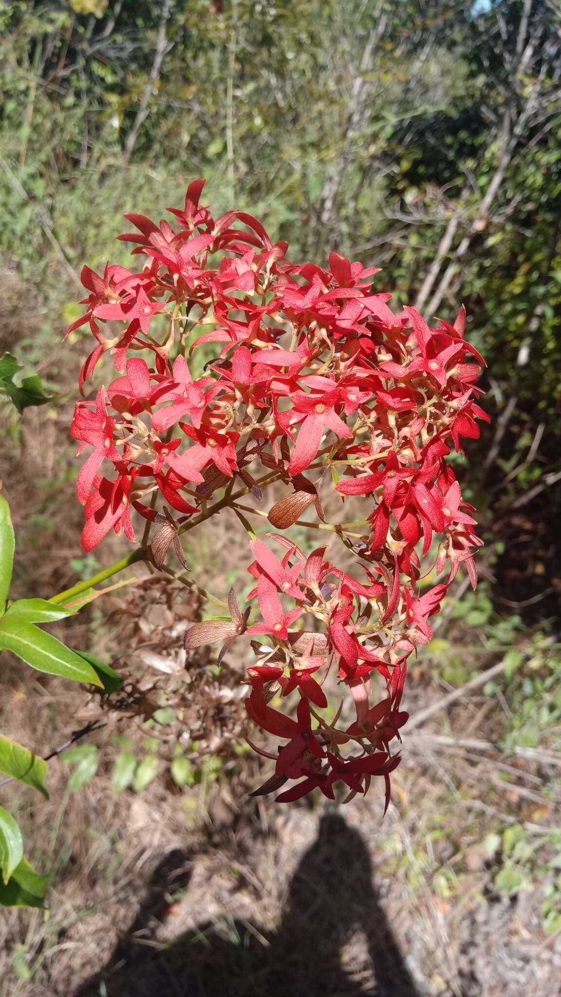 صورة Paracarphalea kirondron (Baill.) Razafim., Ferm, B. Bremer & Kårehed