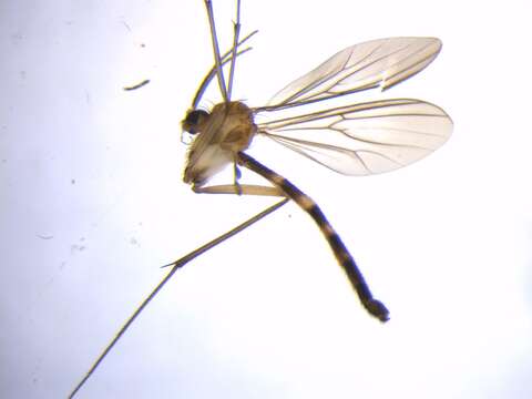 Image of Exechia hiemalis (Marshall 1896)