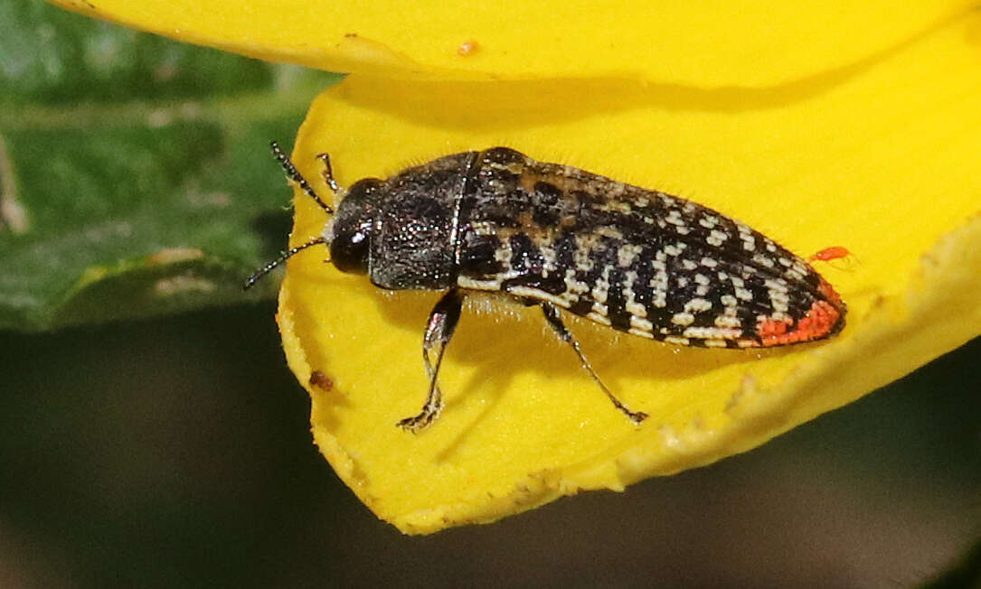 Image de Acmaeodera haemorrhoa Le Conte 1858