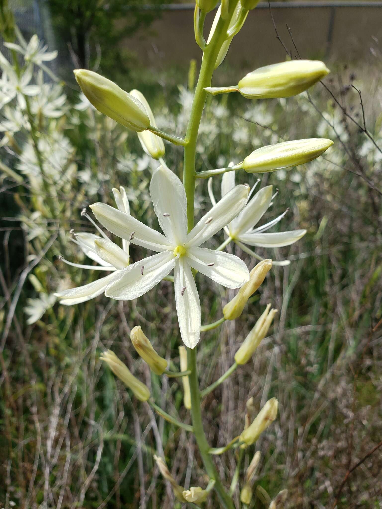 Imagem de Camassia leichtlinii subsp. leichtlinii