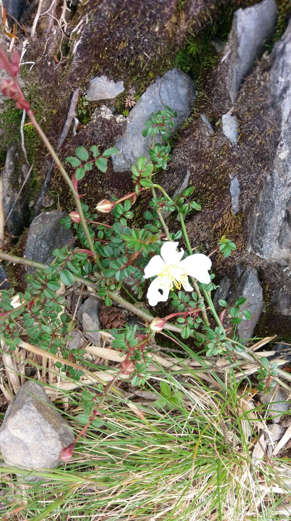 صورة Rosa transmorrisonensis Hayata