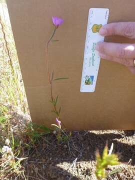 Imagem de Clarkia gracilis subsp. gracilis