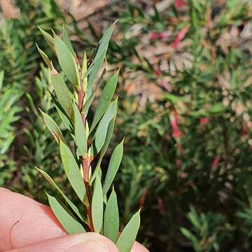 Image of Styphelia triflora Andr.