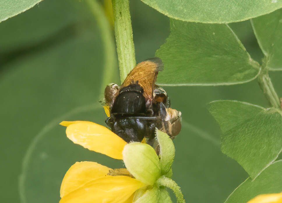 Image of Nomia amboinensis Cockerell 1907