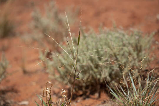 Image of Crabgrass