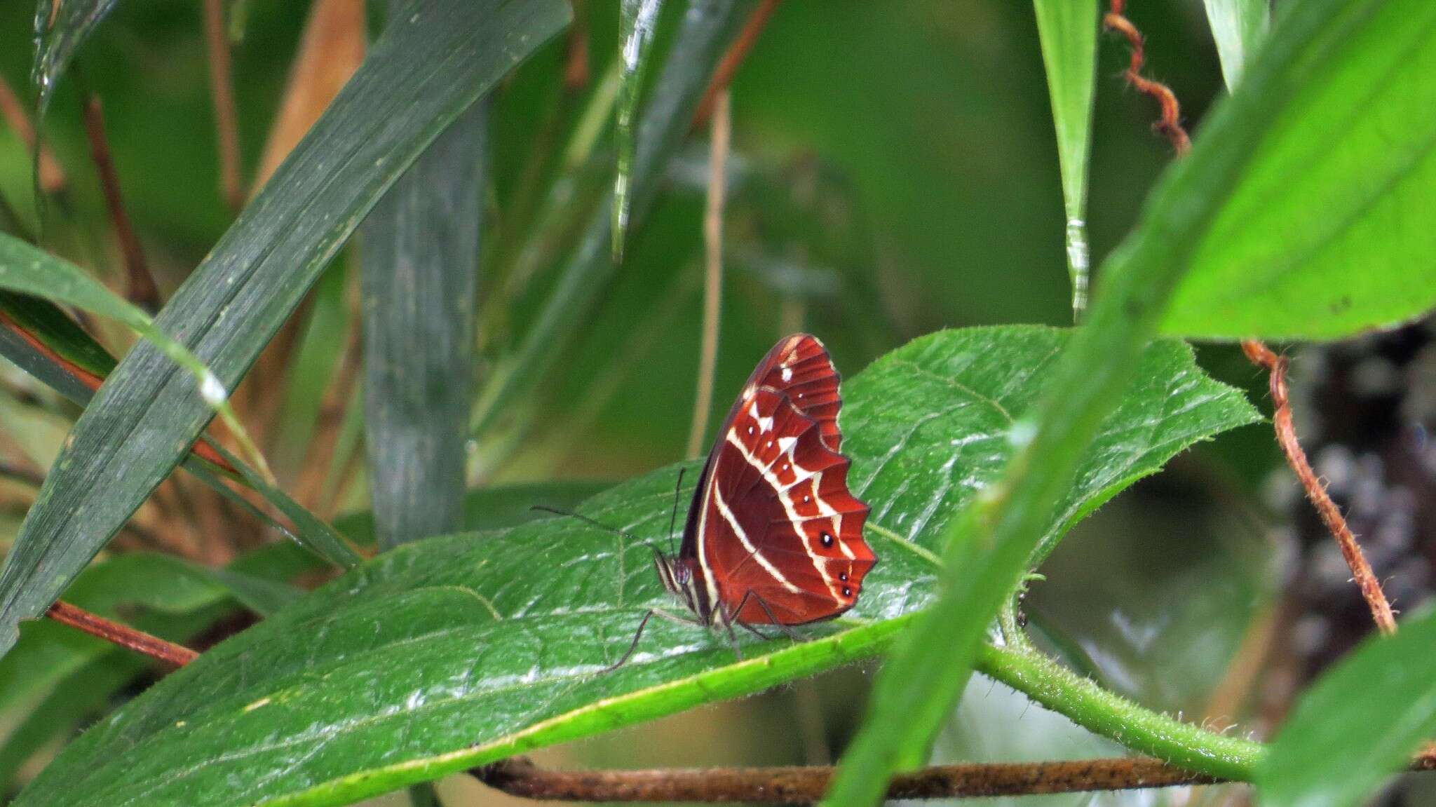 Image de Oxeoschistus puerta Westwood (1851)