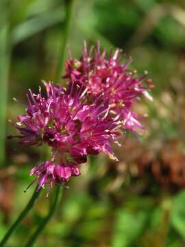 Image of Allium kermesinum Rchb.