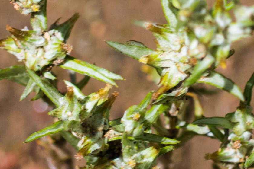 Image of Narrow-leaved cudweed