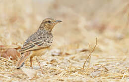 Image of Flappet Lark