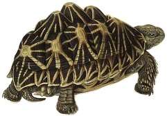 Image of Typical Tortoises