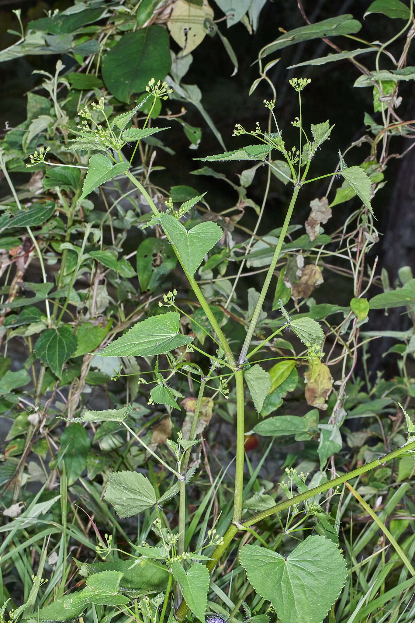 Image of Spananthe paniculata Jacq.