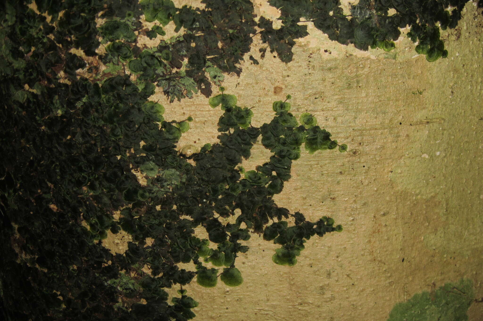 Image of Tahiti bristle fern