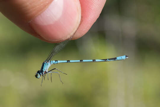 Image of Marsh Bluet