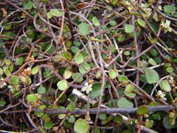 Image of maidenhair vine