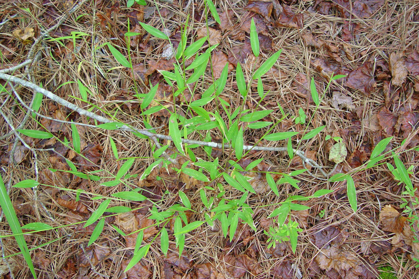 Image of browntop