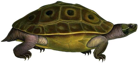 Image of Bengal Eyed Terrapin