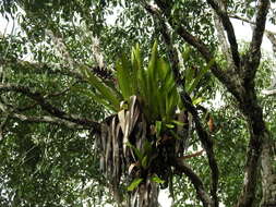 Image of Aechmea moonenii Gouda