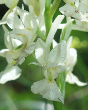 صورة Orchis laeta Steinh.