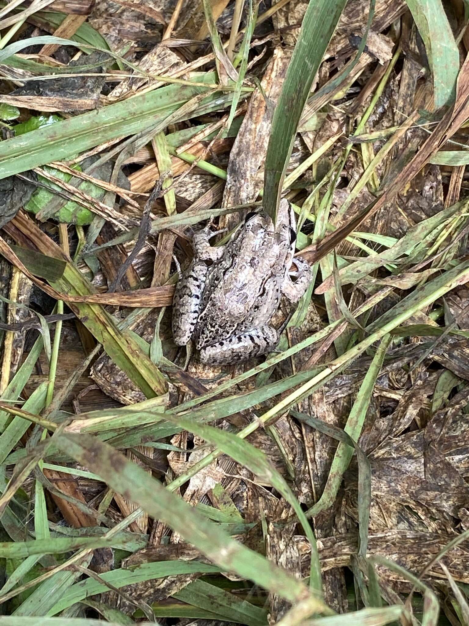 Image of American White Lipped Frog