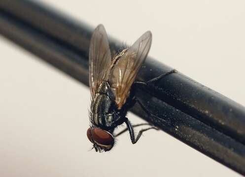 Image of house fly
