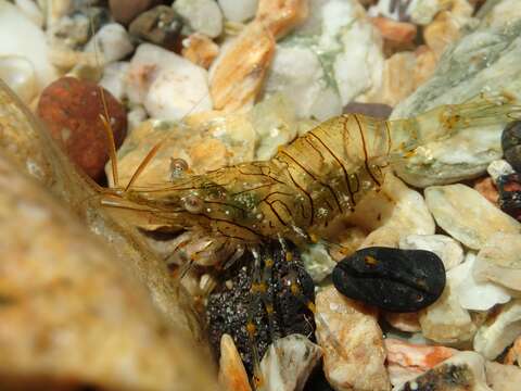 Image of Rockpool shrimp