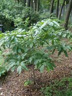 Image de Oxydendrum