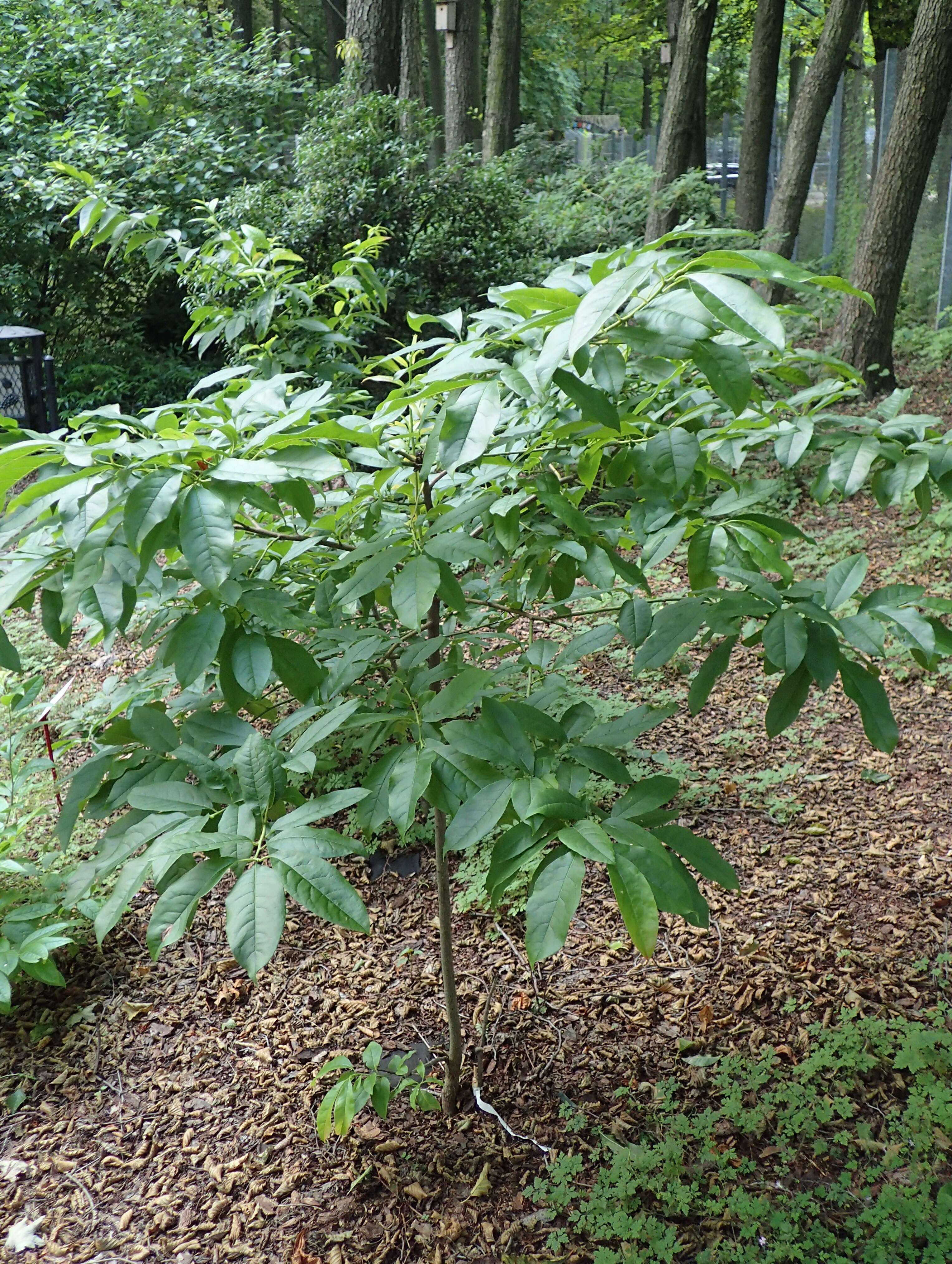 Image de Oxydendrum