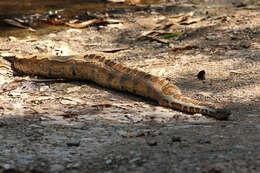 Image of Blood Python