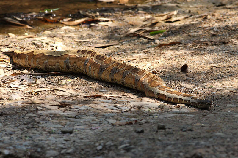 Image of Blood Python